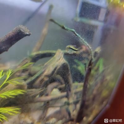 魚缸中的水垢是保持水質(zhì)清澈、魚兒健康的重要步驟：如何清理觀景魚缸中的水垢 魚缸百科 第4張