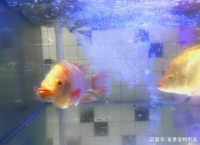 魚缸換水后水變白的原因和處理方法是由多種因素引起的：魚缸換水后水變白是怎么回事？ 魚缸百科 第2張