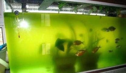 魚缸換水后水變白的原因和處理方法是由多種因素引起的：魚缸換水后水變白是怎么回事？ 魚缸百科 第3張