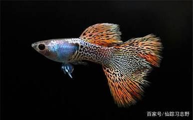 海水魚養(yǎng)護(hù)入門指南對(duì)于想要養(yǎng)海水魚的新手來說需要了解的因素：養(yǎng)海魚缸是否好養(yǎng)取決于多個(gè)因素 魚缸百科 第2張