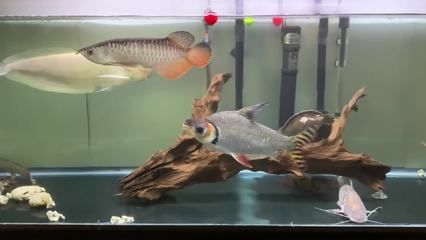 飛鳳魚繁殖技巧詳解飛鳳魚繁殖技巧詳解：飛鳳魚與其他觀賞魚混養(yǎng)指南 魚缸百科 第4張