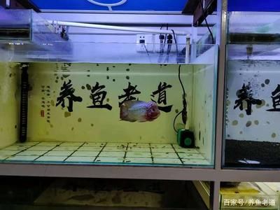 魚缸水發(fā)白怎么辦？：硝化細(xì)菌對(duì)魚缸水發(fā)白的影響 魚缸百科 第4張