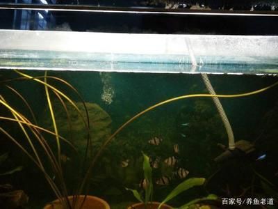 黑背景魚缸適合養(yǎng)哪些魚？：黑背景的魚缸可以營造出深邃的觀賞效果適合多種魚類