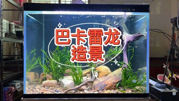 家庭養(yǎng)殖黑魚(yú)需要注意哪些問(wèn)題？：家庭養(yǎng)殖黑魚(yú)不適合在家庭環(huán)境中養(yǎng)殖黑魚(yú)