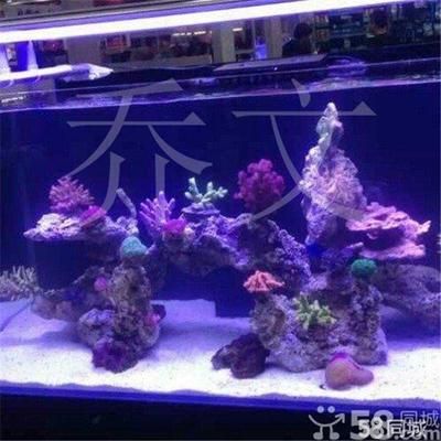 魚缸回收的真?zhèn)沃陵P重要步驟辨別魚缸回收的真?zhèn)沃陵P重要：魚缸回收對生態(tài)環(huán)境的影響