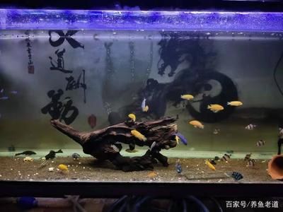 觀景魚缸需要一直供氧嗎？：水族箱生態(tài)平衡的秘密水族箱生態(tài)平衡的秘密水族箱生態(tài)平衡 魚缸百科 第1張