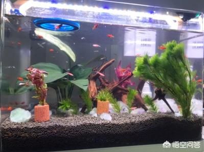 觀景魚缸需要一直供氧嗎？：水族箱生態(tài)平衡的秘密水族箱生態(tài)平衡的秘密水族箱生態(tài)平衡 魚缸百科 第3張