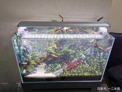 魚缸水發(fā)白的原因及解決方法：換水后魚缸水發(fā)白是養(yǎng)魚愛好者必須掌握的科學(xué)方法 魚缸百科 第2張