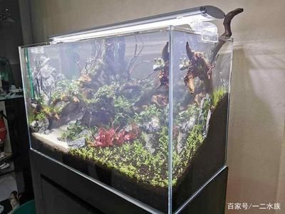 魚缸水發(fā)白的原因及解決方法：換水后魚缸水發(fā)白是養(yǎng)魚愛好者必須掌握的科學方法 魚缸百科 第3張