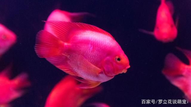 黑色魚缸背景適合養(yǎng)多種魚類：風水養(yǎng)魚的技巧與心得 魚缸百科 第4張