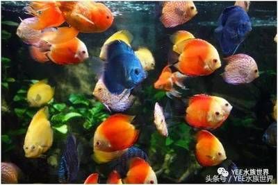 廣州輝煌水族魚缸怎么樣？：廣州輝煌水族魚缸養(yǎng)護(hù)秘籍了解如何正確養(yǎng)護(hù)魚缸 魚缸百科 第3張