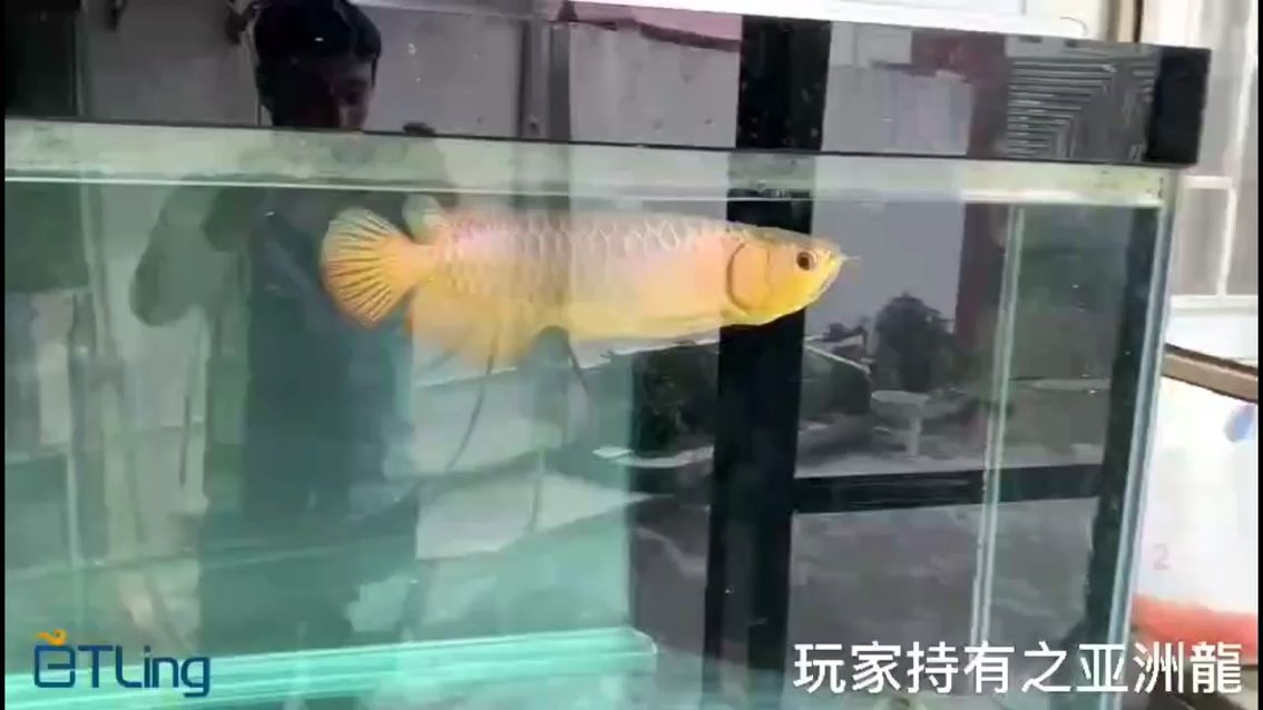 魚友飼養(yǎng)的亞洲龍古典過背，一直露天自然光飼養(yǎng)，淡定從容?。悍窒硪晃霍~友飼養(yǎng)的亞洲龍古典過背，一直露天自然光飼養(yǎng) 觀賞魚論壇 第1張