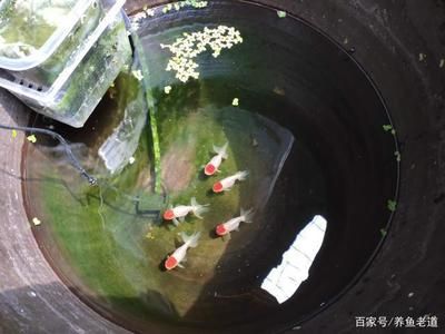 魚缸氧氣泵的使用技巧：底濾魚缸水泵是否需要一直開著取決于多個(gè)因素 魚缸百科 第1張