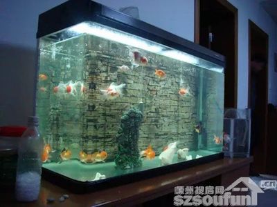 風水學中魚缸擺放位置的建議：魚缸擺放位置的建議：風水學中的魚缸擺放位置