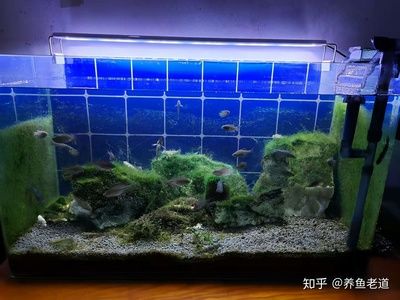 魚缸燈光照射魚缸里長(zhǎng)綠藻的原因魚缸長(zhǎng)綠藻的原因：關(guān)于魚缸長(zhǎng)綠藻的問題 魚缸百科 第3張