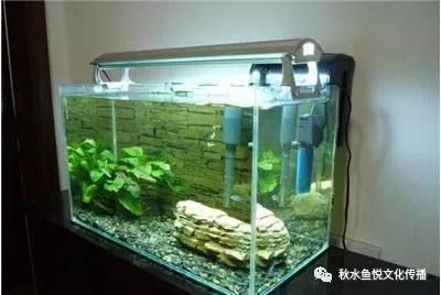 觀賞魚缸水渾濁的常見原因是微生物過多：觀賞魚缸水渾濁怎么辦 魚缸百科 第3張