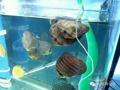 魚缸消毒的科學原理、高錳酸鉀的安全使用指南和使用指南：高錳酸鉀魚缸消毒的科學原理