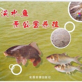 淡水魚魚缸混養(yǎng)的注意事項(xiàng)：淡水魚混養(yǎng)的注意事項(xiàng) 魚缸百科 第2張