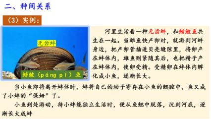 河蚌吃魚會導(dǎo)致魚的數(shù)量減少嗎？：在魚缸中養(yǎng)河蚌會導(dǎo)致魚的數(shù)量減少嗎？ 魚缸百科 第3張