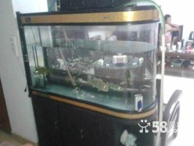 廣州魚缸購買建議：花地灣越和花鳥魚蟲市場是著名的花鳥魚蟲市場：廣州花鳥魚蟲市場購買建議