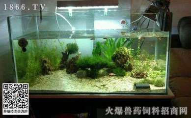 魚缸水質(zhì)渾濁怎么辦：剛給魚缸換完水，魚缸水渾濁的管理技巧以下措施進(jìn)行處理