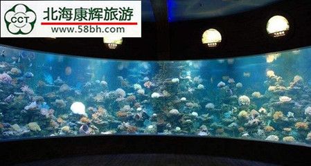 海底世界的奇妙之旅，北海海洋之窗：世界上最大的活體珊瑚展示了156個品種的北海海洋之窗