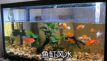 魚缸里放石頭有什么講究？：如何選擇魚缸石頭 魚缸百科 第2張