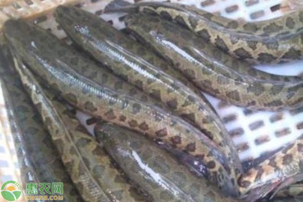 黑魚魚缸養(yǎng)殖技術培訓課件視頻查看和學習資源：“黑魚魚缸養(yǎng)殖技術培訓課件視頻”查看和學習資源 魚缸百科 第1張