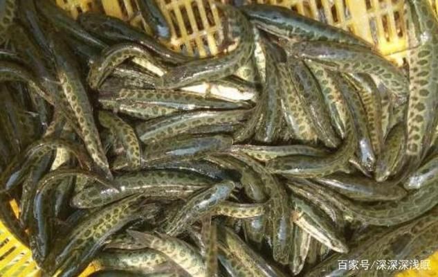 黑魚魚缸養(yǎng)殖技術培訓課件視頻查看和學習資源：“黑魚魚缸養(yǎng)殖技術培訓課件視頻”查看和學習資源 魚缸百科 第3張