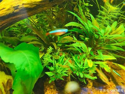 黑魚缸適合養(yǎng)的魚有哪些？：黑魚缸適合養(yǎng)什么魚？