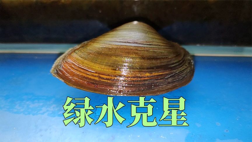 河蚌對魚缸的影響：在養(yǎng)河蚌之前，務必了解其生活習性和養(yǎng)殖注意事項 魚缸百科 第3張