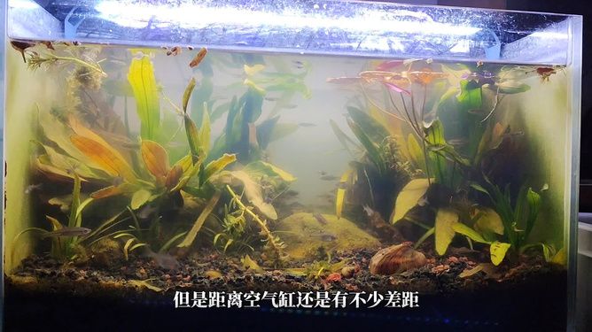 河蚌對魚缸的影響：在養(yǎng)河蚌之前，務必了解其生活習性和養(yǎng)殖注意事項 魚缸百科 第2張