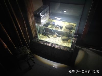 海景坊魚缸過(guò)濾系統(tǒng)的構(gòu)建原理和操作方法和優(yōu)化方法：led燈在魚缸中的作用 魚缸百科 第1張