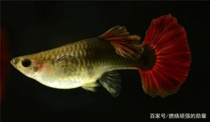 鳳尾魚(yú)飼養(yǎng)注意事項(xiàng)及注意事項(xiàng)：關(guān)于鳳尾魚(yú)飼養(yǎng)的問(wèn)題 魚(yú)缸百科 第1張