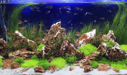 海灘造景魚缸裝飾diy：創(chuàng)意魚缸裝飾diy 魚缸百科 第4張