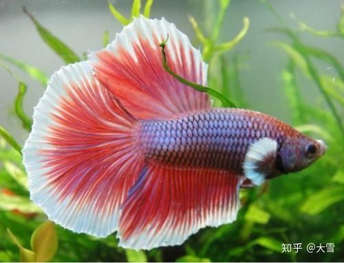 海乾水族魚缸怎么樣：快速訪問,不敢入坑海缸,先到水族店欣賞吧,這口魚缸價值不菲吧 魚缸百科 第4張