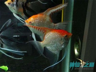 紅綠燈魚在魚缸里不動是怎么回事？：為什么紅綠燈魚在水族箱里不動？ 魚缸百科 第2張