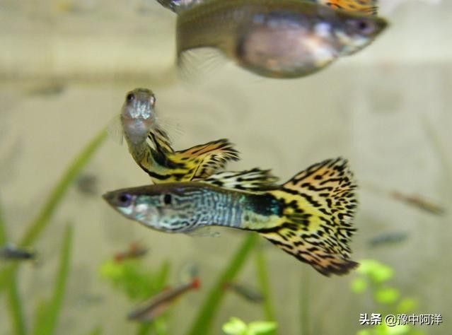 鳳尾魚和什么魚一起養(yǎng)：鳳尾魚可以和什么魚一起養(yǎng)