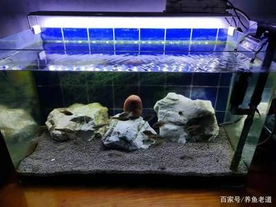 魚缸水質(zhì)渾濁怎么辦？：剛給魚缸換完水，發(fā)現(xiàn)水質(zhì)渾濁可能與多種因素有關(guān) 魚缸百科 第2張