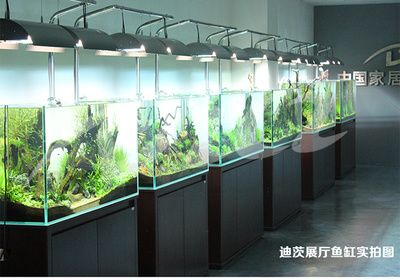 魚缸十大品牌排行榜前十名魚缸十大品牌排行榜前十名：國(guó)際魚缸十大品牌大全