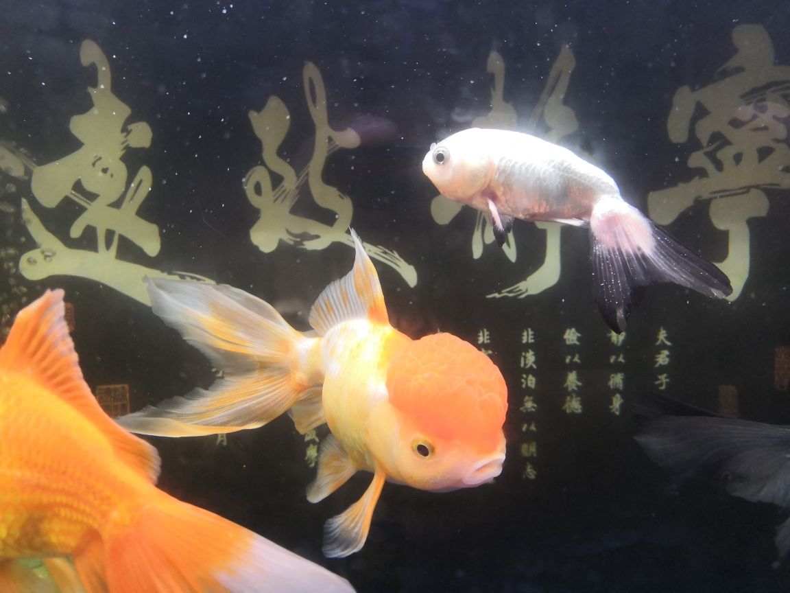 請教養(yǎng)魚大神，我的小熊貓魚，剛進缸2，3天，魚身上出現(xiàn)白色點點：請教養(yǎng)魚大神 觀賞魚論壇 第1張