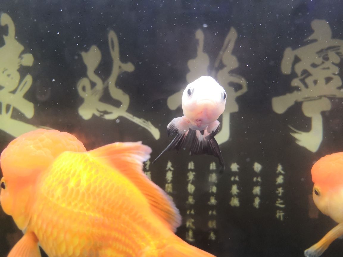 請教養(yǎng)魚大神，我的小熊貓魚，剛進缸2，3天，魚身上出現(xiàn)白色點點：請教養(yǎng)魚大神 觀賞魚論壇 第2張