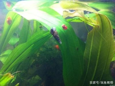 觀賞魚缸的水藻管理：觀賞魚缸中養(yǎng)出健康的水藻是一個(gè)需要細(xì)心操作的過程 魚缸百科 第3張