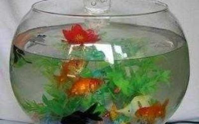 適合新手飼養(yǎng)的觀賞魚適合新手飼養(yǎng)的觀賞魚品種推薦：觀賞魚適合新手飼養(yǎng)的觀賞魚適合新手飼養(yǎng)的品種推薦 魚缸百科 第2張