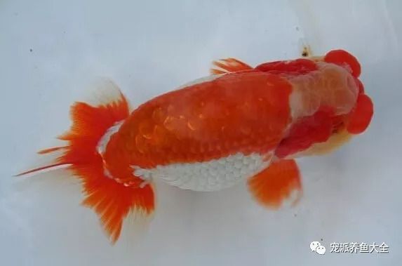 剛出生的魚多久可以放回大魚缸？：剛出生的孔雀魚多久可以放回大魚缸