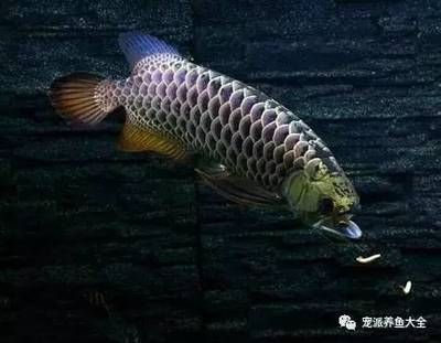 給魚缸換水是否可以用熱水器的水？：關(guān)于給魚缸換水是否可以用熱水器的水搜索結(jié)果詳細分析