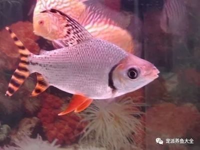 飛鳳魚的飼養(yǎng)技巧：飛鳳魚一年能長多大