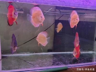 魚缸碎了有什么征兆嗎：“換水魚缸碎了有什么征兆嗎”魚缸碎了有什么征兆嗎 魚缸百科 第2張