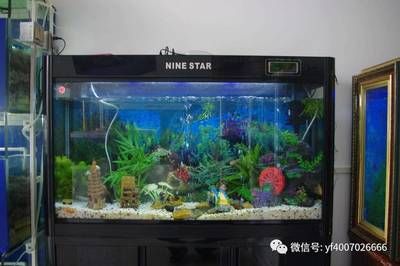 黑魚缸養(yǎng)護(hù)、造景、魚類搭配、魚類行為學(xué)：關(guān)于黑魚缸養(yǎng)護(hù)、造景、魚類搭配的視頻 魚缸百科 第1張