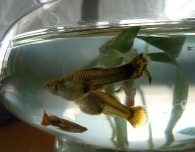 新買的魚缸怎么安裝？安裝方法如下：新買的魚缸底部鋪設(shè)過濾器的安裝方法是如何安裝魚缸的 魚缸百科